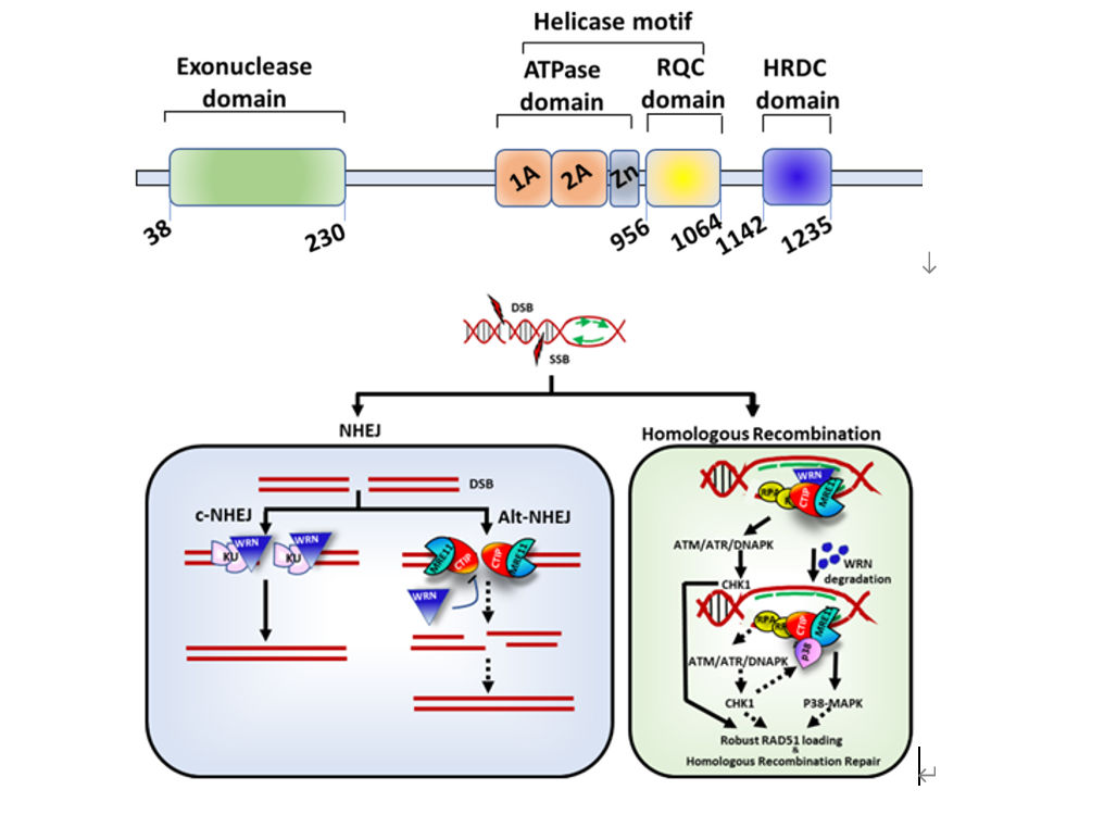 浦合醫藥WRN小分子抑制劑PH027-1獲批IND